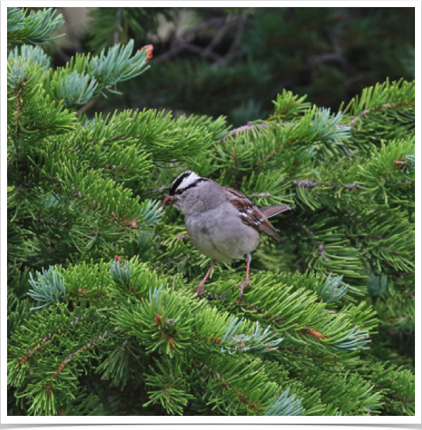 White Crowned Sparrow